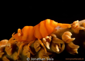 Whip Coral Shrimp by Jonathan Sala 